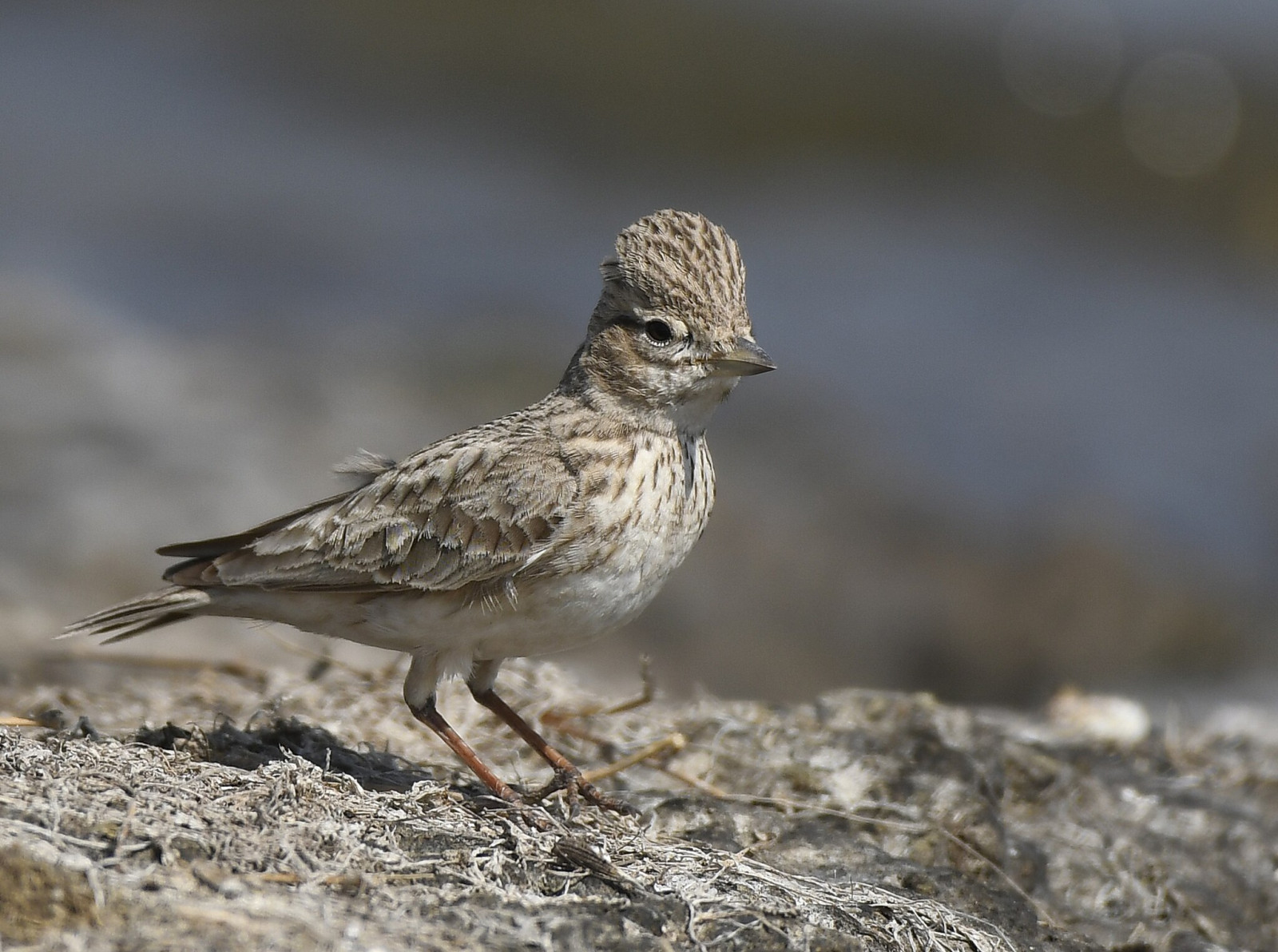 image Sand Lark